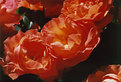 Picture Title - Roses i a row