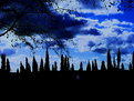 Picture Title - Pinus Silhouettes