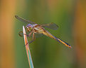 Picture Title - Gold Winged Skimmer