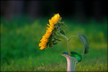 Picture Title - cut sunflower at sunset