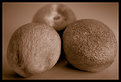 Picture Title - dried peach (duotoned)