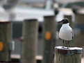 Picture Title - Gull