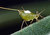 My Pet Aphid for Armando