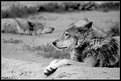Picture Title - grey wolf