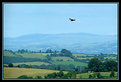 Picture Title - Welsh Buzzards - Gliding