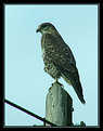 Picture Title - Welsh Buzzard -  Watching