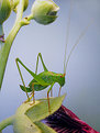 Picture Title - Speckled Bush Cricket