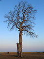 Picture Title - Family Tree