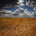 Picture Title - Haymaking (III)