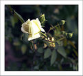 Picture Title - A Rose