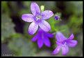 Picture Title - Purple Rain