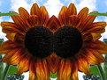 Picture Title - sunflower in the sun