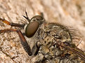Picture Title - Robber fly