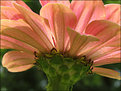 Picture Title - Pink Daisy