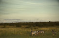 Picture Title - Zebras at Sunrise