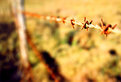 Picture Title - Rusty Wire Fence