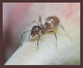 Picture Title - Ant on stem