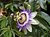 Passion Flower