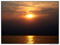 Picture Title - Sunrise seagull