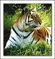 Picture Title - Siberian Tiger