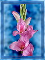 Picture Title - ===Gladiolus===