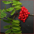 Picture Title - Rowan Berries