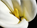 Picture Title - calla