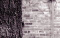 Picture Title - Tree & Bricks 