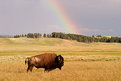 Picture Title - Rainbow Bison