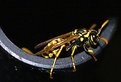 Picture Title - Wasp relaxing