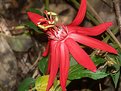 Picture Title - Costa Rican Red