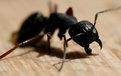 Picture Title - Carpenter Ant