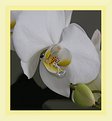 Picture Title - Phalaenopsis Ramifier