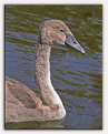 Picture Title - A young swan
