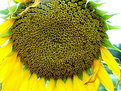 Picture Title - Girasoli nḞ 6: la maturità