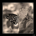Picture Title - …butterfly in sepia…