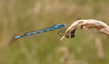 Picture Title - Damselfly