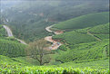 Picture Title - Munnar2