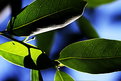 Picture Title - arrangement in blues and greens