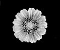 Picture Title - Infrared Daisy