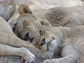 Picture Title - Lion Tangle