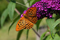 Picture Title - Silver-washed Fritillary (Argynnis paphia)