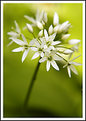 Picture Title - Wild Garlic