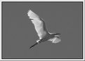 Picture Title - BW Wings