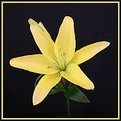 Picture Title - Yellow Tigerlilly.