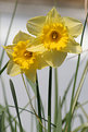 Picture Title - daffodil's! 