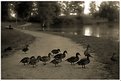 Picture Title - Duck Family