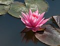 Picture Title - Flower in water