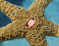 Picture Title - Lacerating Starfish!