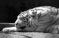 Picture Title - Tiger Nap